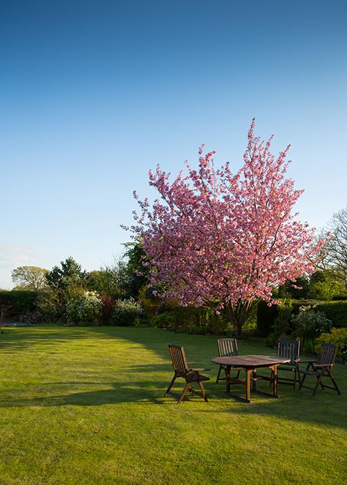 jardin maison herbe tondue