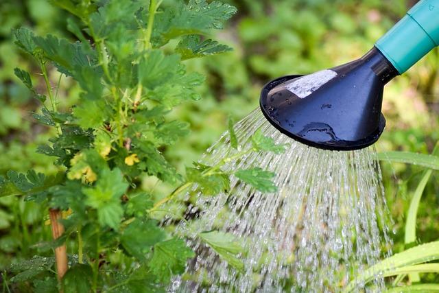 outils wolf conseil que faire au jardin en juillet