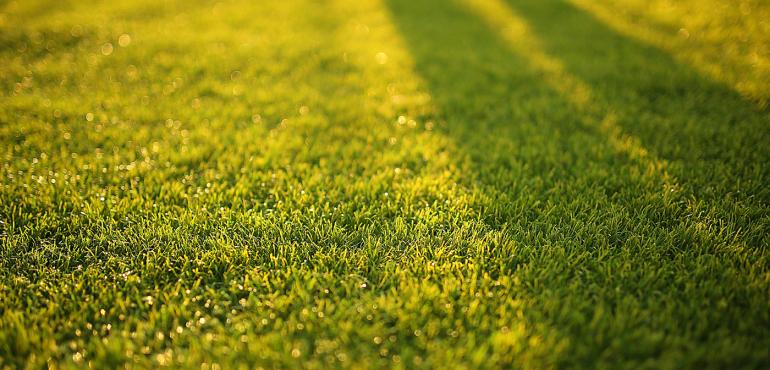 herbe pelouse gazon jardin