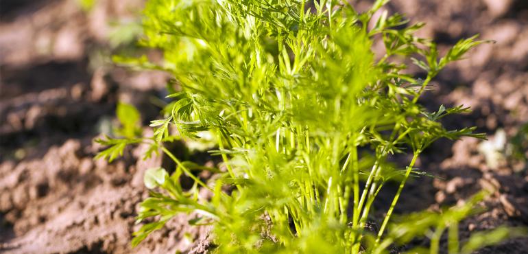 entretenir son potager d'automne