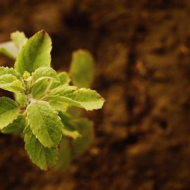 Plant terre jardin 