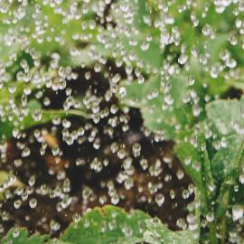 Photo de gouttes d'eau qui arrosent des plantes dans un potager