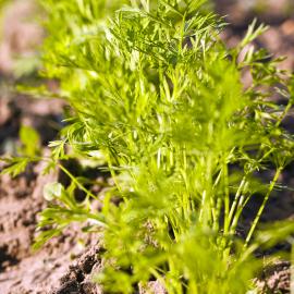 entretenir son potager d'automne