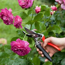 photo sécateur coupe franche poignée tournante taille buisson jardin 
