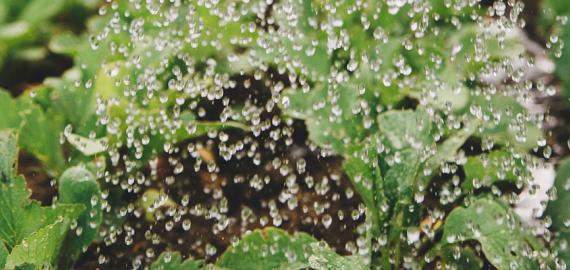 Photo de gouttes d'eau qui arrosent des plantes dans un potager